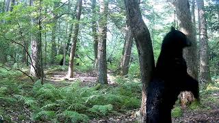 why do bears rub trees?