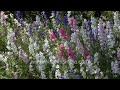 Vibrant Larkspur blooms at wildfilmsindia Delhi gardens, Xylocopa Carpenter bee pollination activity