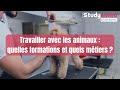 Travailler avec les animaux  quelles formations et quels mtiers 