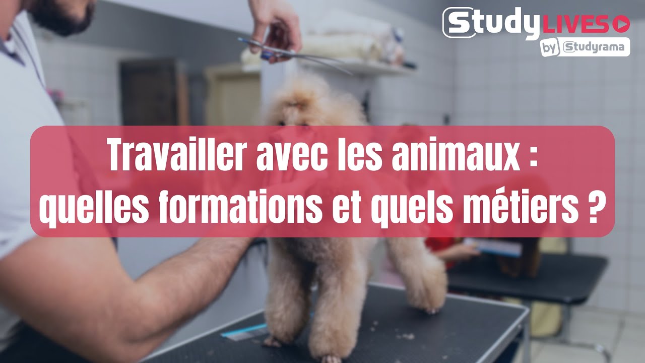 Travailler avec les animaux quelles formations et quels métiers ? YouTube