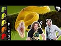 Eyelash Pit Viper, The Best Pet Snake?