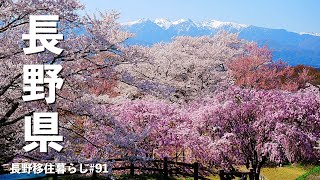 【長野移住】満開の高遠&伊那谷の桜を見に行ったらすごかった!!高遠お花見ドライブ田舎暮らし長野県4K