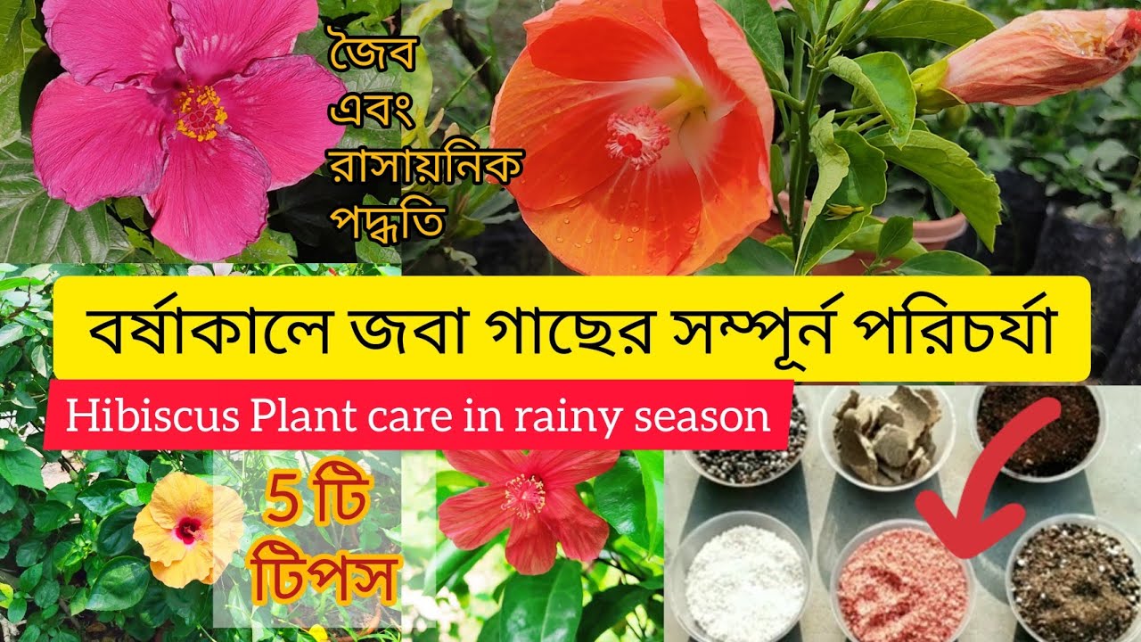 Hibiscus care in rainy season, বর্ষাকালে জবা গাছের পরিচর্যা, How to