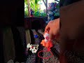 Miniature Train Crash 💥 Hits Wolf | Satisfying Toy Train Short