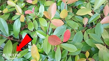 How to Remove Tecno Camon 17 Watermark | How to On/Off Camera Watermark