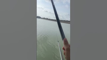 Báo cá hồ dầu tiếng #câucá #fishing