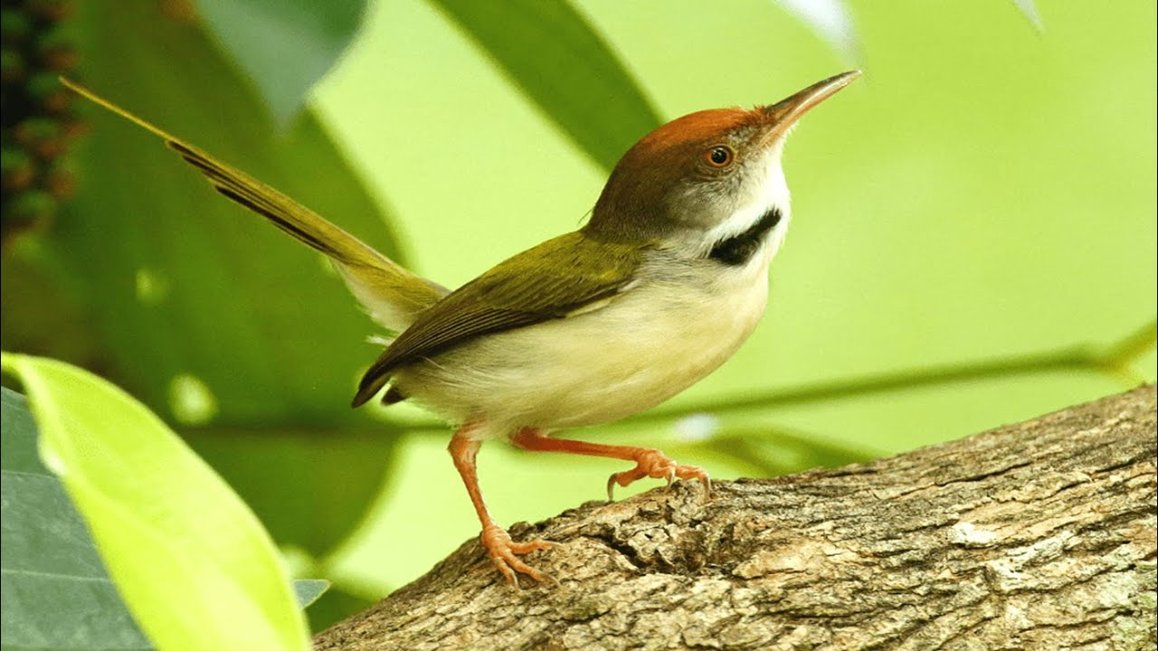 🦜Bird Sounds Relaxation - Sleep Well and Relax with Nature Sounds