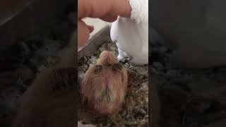 Baby pigeon = 9 days ? زغلول عمر ٩ ايام الريش الاسود ظهر ????? pigeon