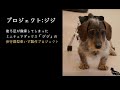 犬や人を医療業界で支えるお仕事について