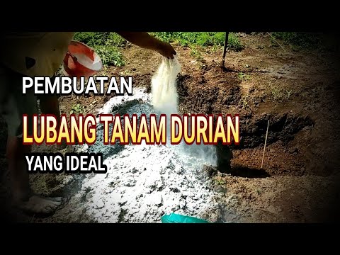 Video: Cara Menyediakan Dengan Betul Untuk Menanam Dan Menanam Pokok Epal Dan Pir - 2