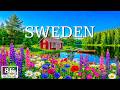 Sweden 8K | Nature Relaxation Film Meditation Relaxing Music Amazing Nature