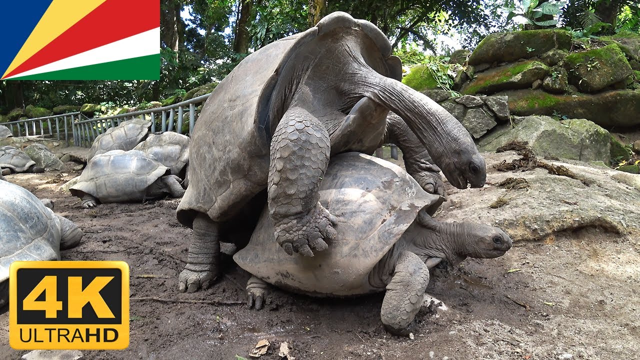 Turtles Mating Funny Sound Mahé Seychelles - YouTube