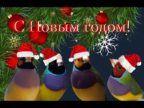 Амадины Гульда _ Мои райские птички _