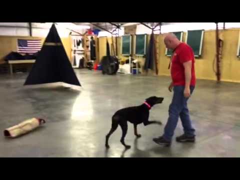 video phone beyonce mp3 Doberman Female 