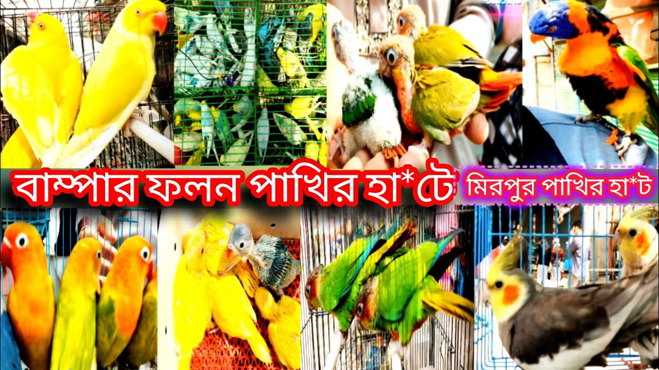 শুক্রবারের পাখিীর বাড়ি-বাম্পার ফলন পাখির হা*টে Friday's bird's nest a bumper harvest at bird's nest