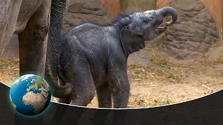 Cute & curious little fur friends  Thickskinned offspring in the elephant house