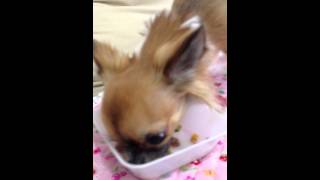 犬おやつ 無添加手作り食ﾄﾞｯｸﾞﾌｰﾄﾞ 小春ちゃんチワワ デリカテッセンをお気に入り 帝塚山WANBANA