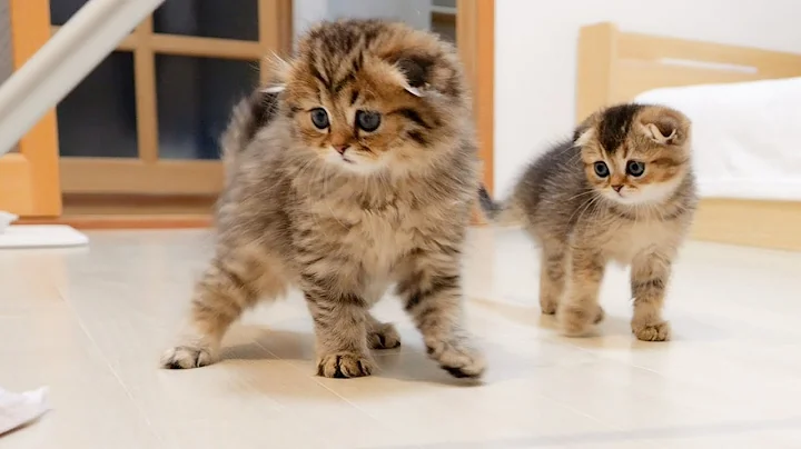 Video 1921881: scottish fold cat, british shorthair, cute kitten cleaning, kitten cute fluffy, curious kitten