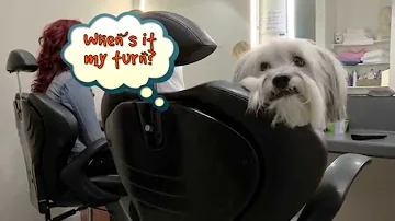 CBBC: Who Let The Dogs Out - Pudsey's Dog Cam!