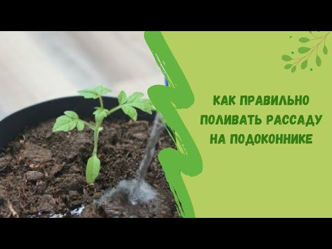 Как правильно поливать рассаду на подоконнике