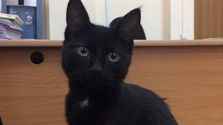 Черная кошка к деньгам Черная кошка к деньгам