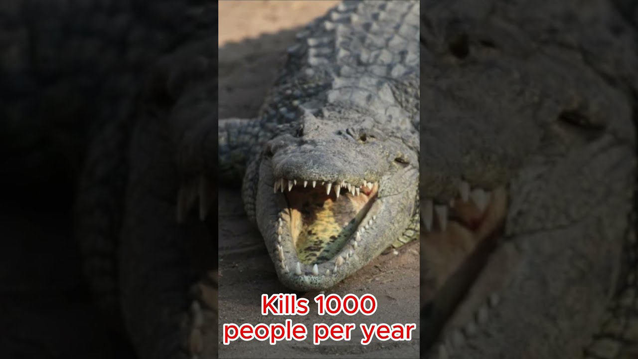 World 10 Most Dangerous Animals YouTube World 10 Most Dangerous Animals YouTube