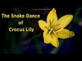 The snake dance of crocus lily