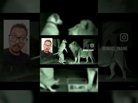 الأسد في وضع محرج  دويتو    محركات الشعب الصيني ماله حل