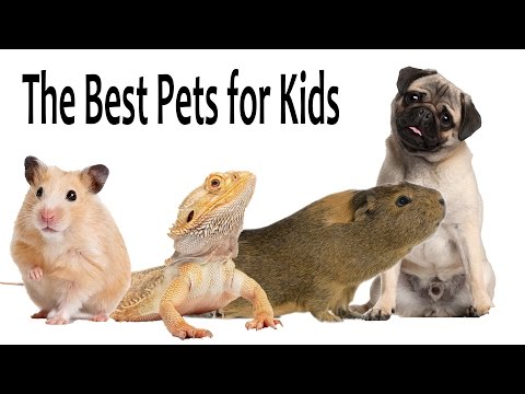 Video: What Kind Of Animal To Get With A Small Child