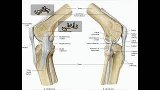 فيديو مختصر ازاي تحدد اتجاه العظام والمفاصل يمين او شمال ومنظر امامي ولا خلفي ولا جانبي