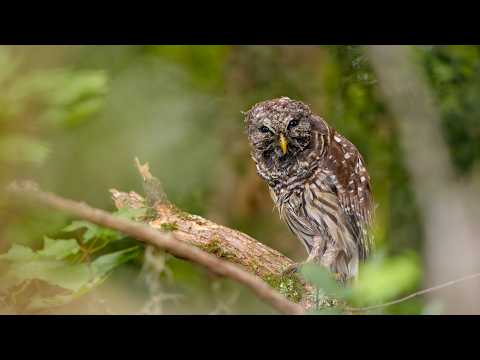 Barred Owl: Reset after the strike