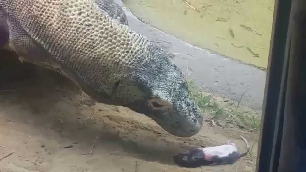 Komodo Dragon Feeding Time at the Jacksonville Zoo YouTube