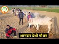 👍Best #Desi #Cows available @ Handa Sir's Farm.👍 (Handa Sir -8813854754 -8708970090)👍