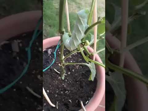 Video: Gusano cornudo del tomate: cómo deshacerse de las orugas del tomate