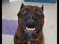 Одна из самых опасных собак в мире!! Барни Presa Canario Живет дома!!!!