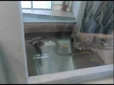 オオアナコンダ その 日本平動物園 Giant Anaconda Youtube