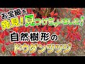 【芝生と雑木の庭】自然樹形のドウダンツツジを見つけちゃいました！