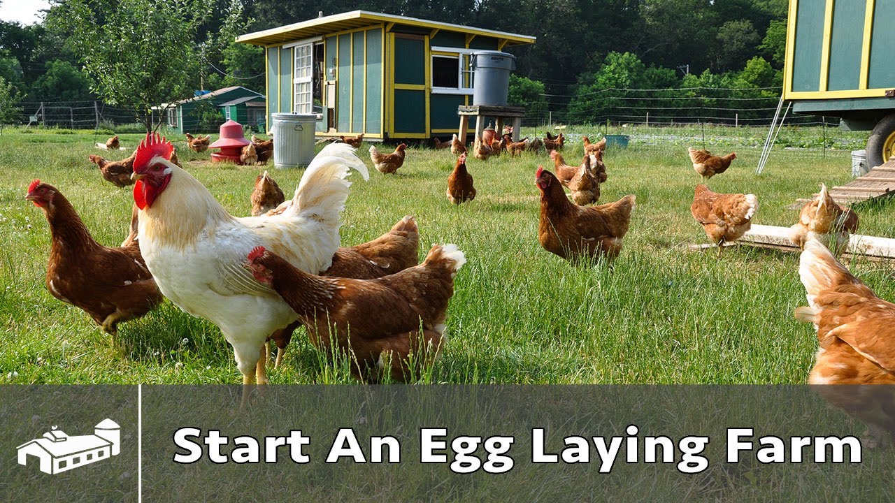 Starting On Egg Farm Demystified: Clear Explanations