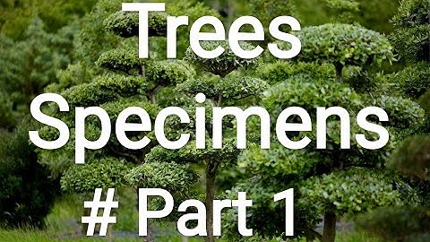 Tree Specimens - Part 1  #B.Sc(Hons) Agriculture #Practical Classes