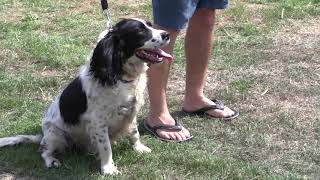 How to stop Dogs Pulling on the lead using energy and body language.