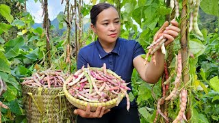 Harvest Purple Beans & Vegetable Goes to market sell - Build garden, Puppy.