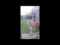 Enslaved tiger jumps in her tiny prison cage