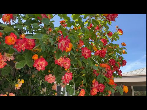 Video: Rožės Pergolės (31 Nuotrauka): Laipiojančiai Ir Laipiojančiai Rožei, Medinė Pavėsinė Savo Rankomis, Kaltiniai Metalo Modeliai
