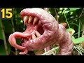 15 SCARY PLANTS THAT EAT ANIMALS