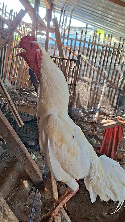 Morning alarm natural, Rooster best sound. #sound #ayam #bangkok
