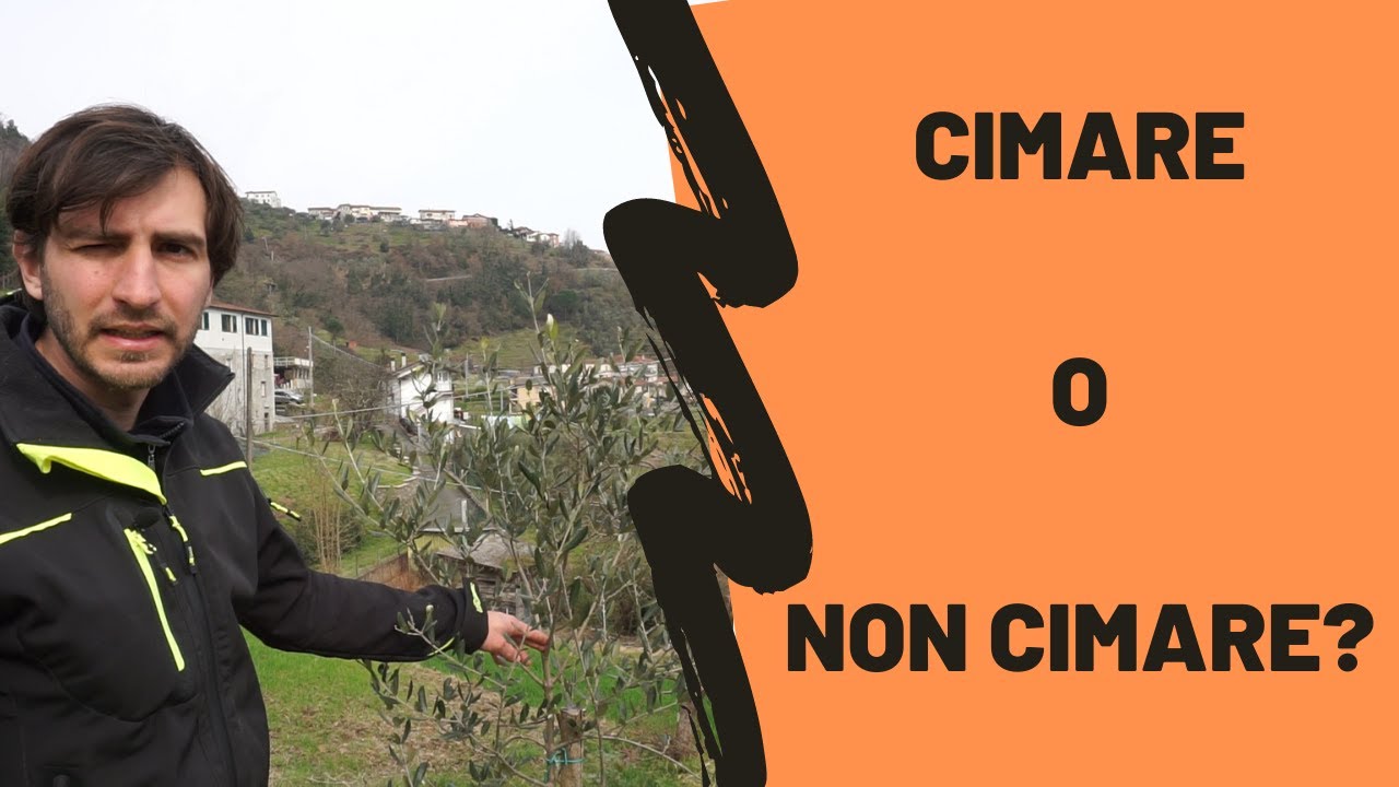 potatura di allevamento olivo