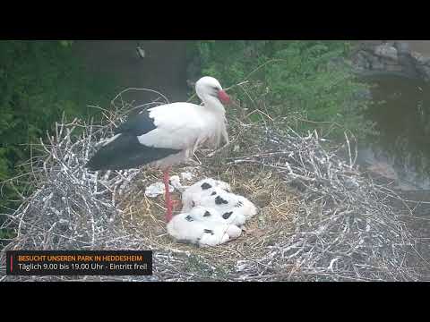Heddesheim Stork Nest April 29 2024 I live cam preview