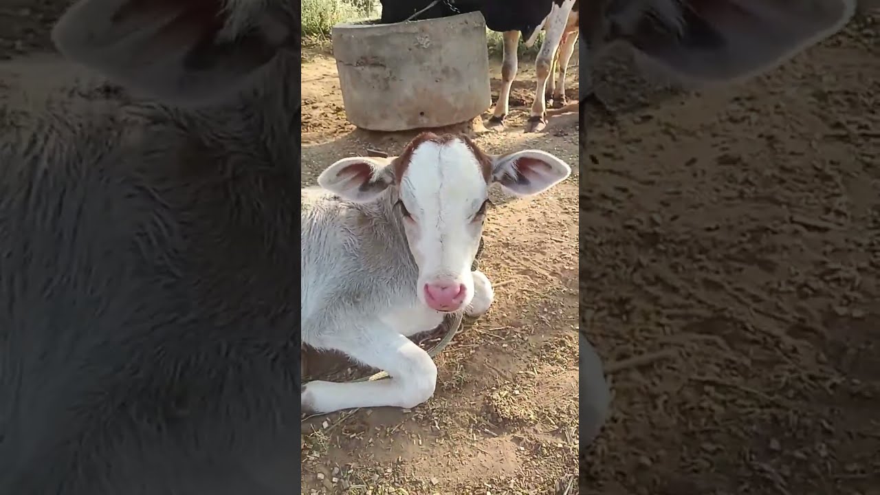 Super choudhary  is live!