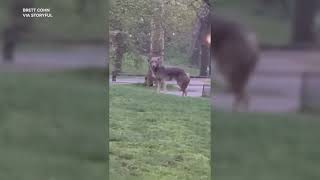 ‘Large’ Coyote Spotted Strolling Around Central Park