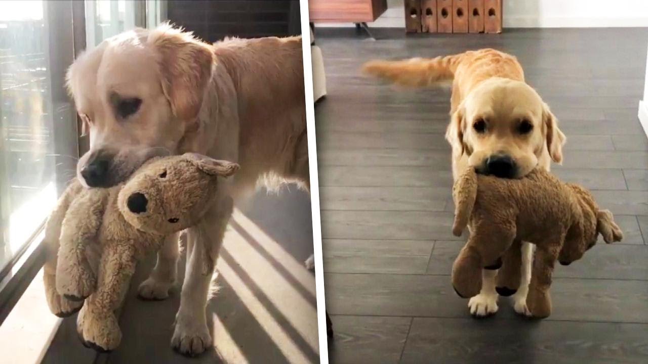 dog with stuffed animal